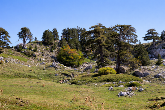 Parco Nazionale del Pollino